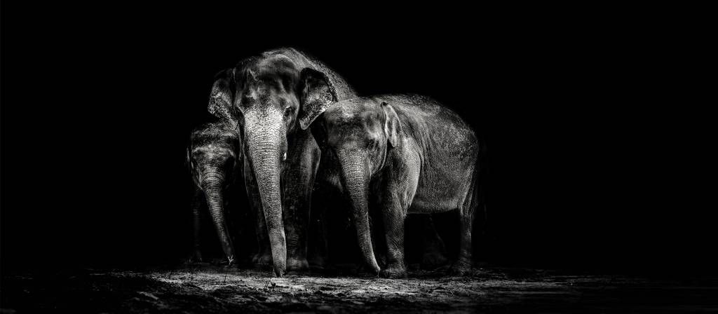 Zwart wit foto van olifanten