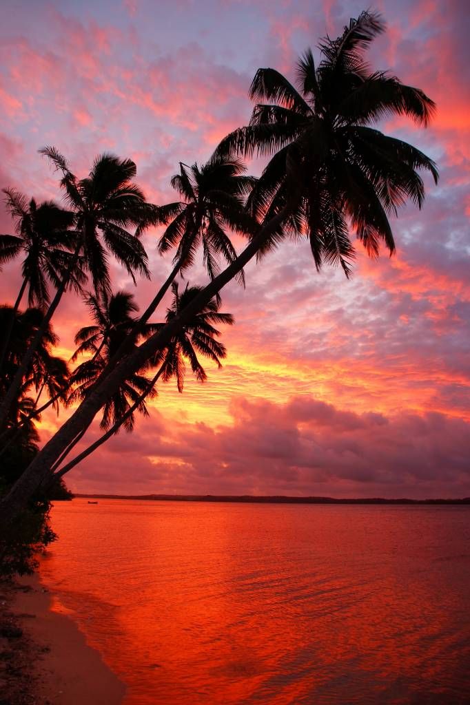 Palmbomen over een rode oceaan