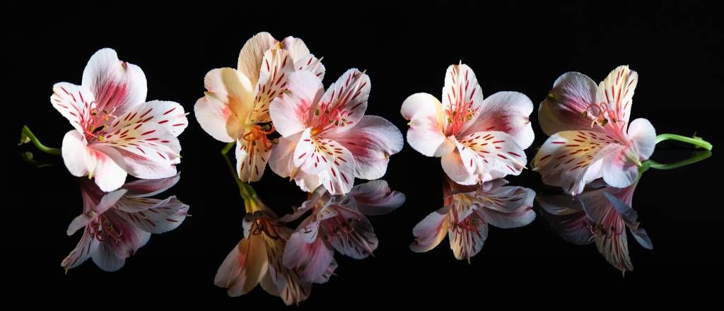 Alstroemeria bloemen met reflectie