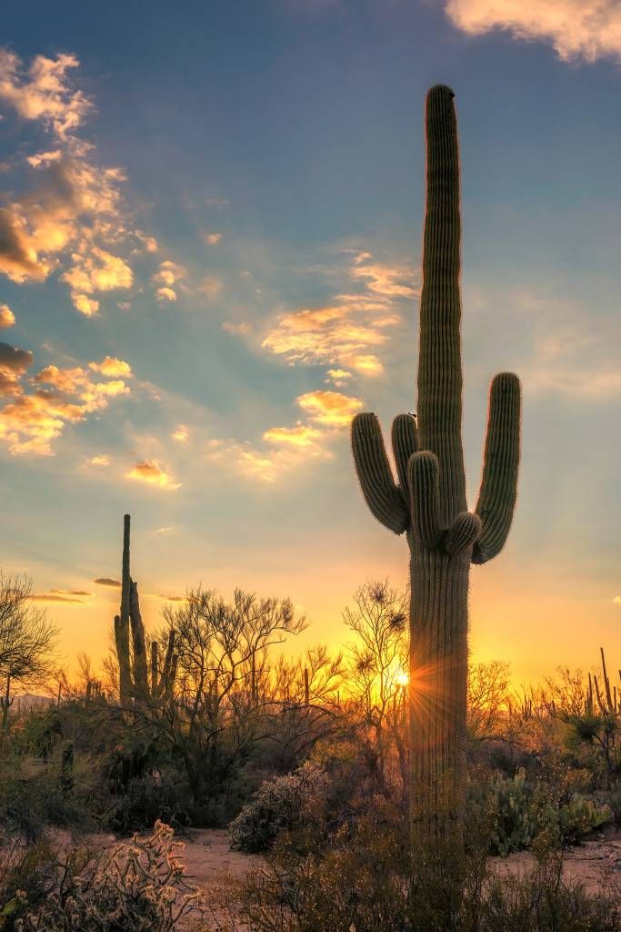 Cactus met zonsondergang