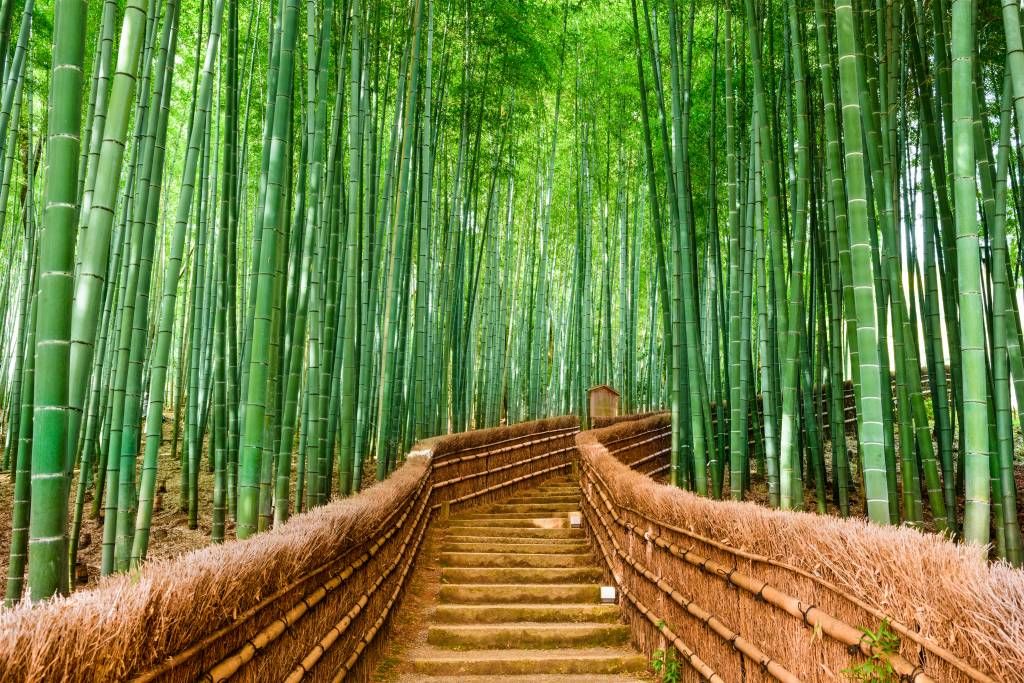 Trap tussen bamboe planten
