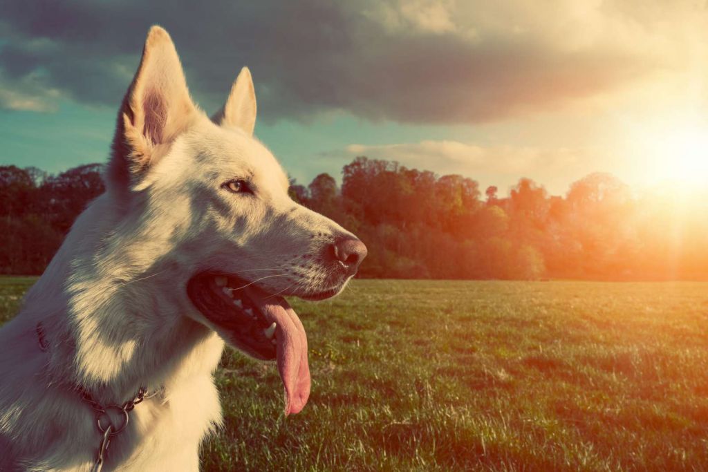 Grote witte hond bij zonsondergang