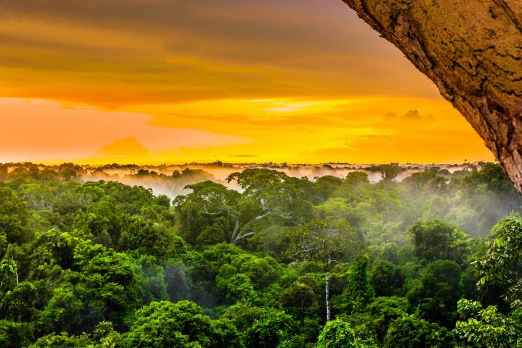 Regenwoud in Brazilië 