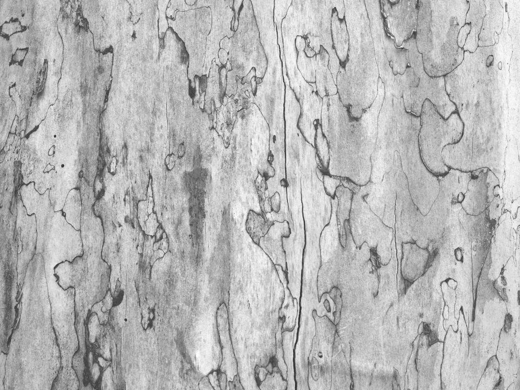 fotobehang bast van een boom wallexclusive