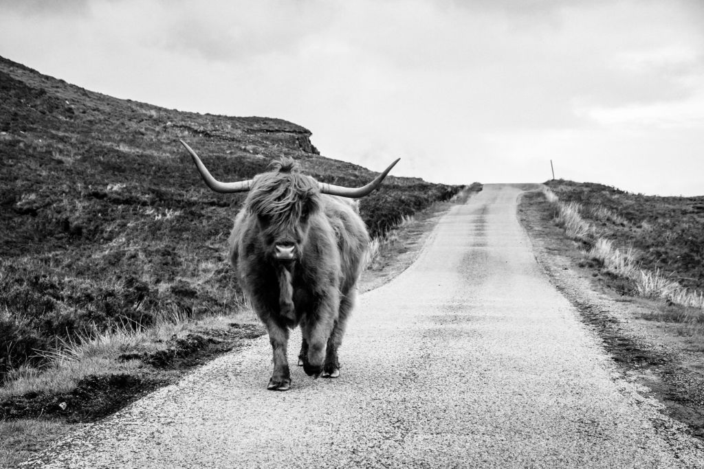 Schotse hooglander op een weg