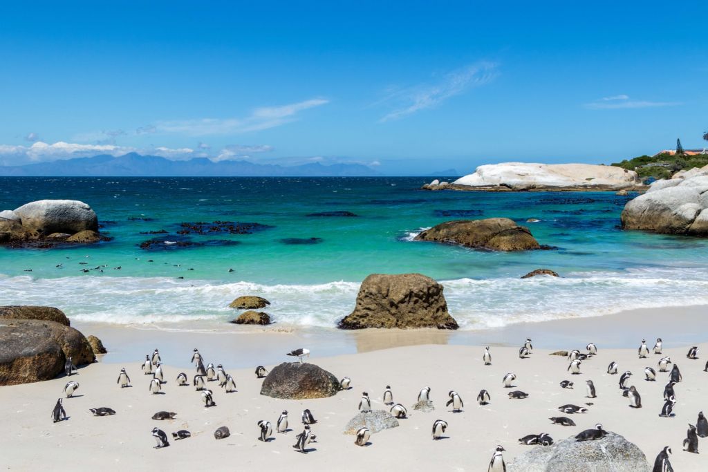 Strand met pinguïns