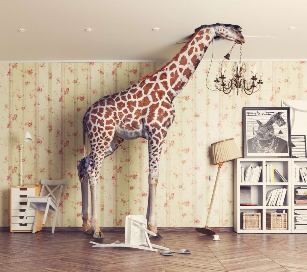 Giraffe in de woonkamer