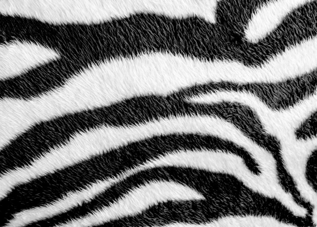Close-up zebra vacht