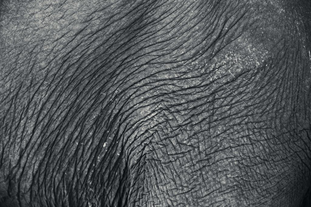 Close-up olifantenhuid