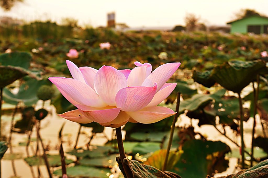 Roze lotusbloem