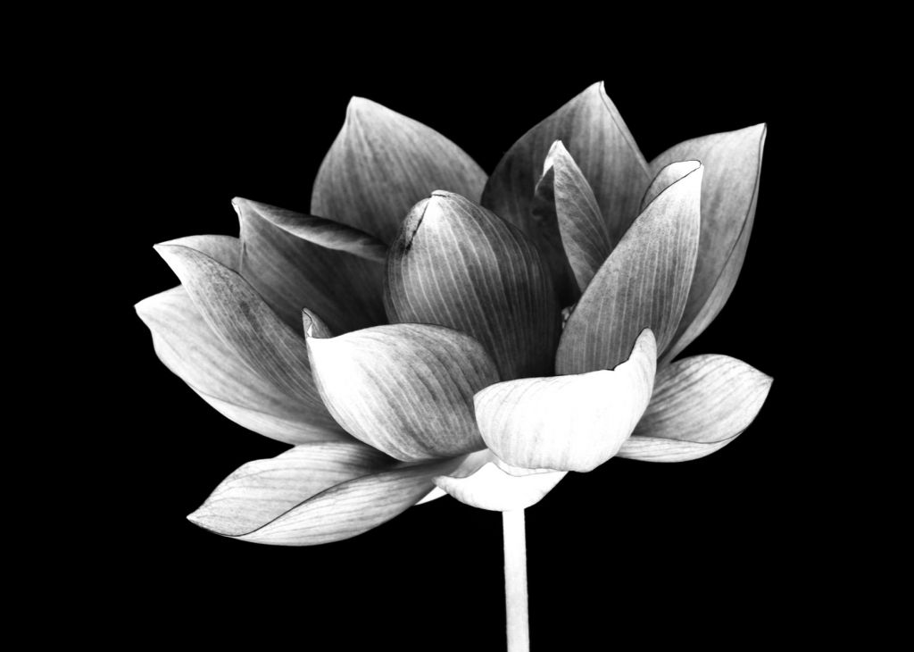 Geschetste lotus