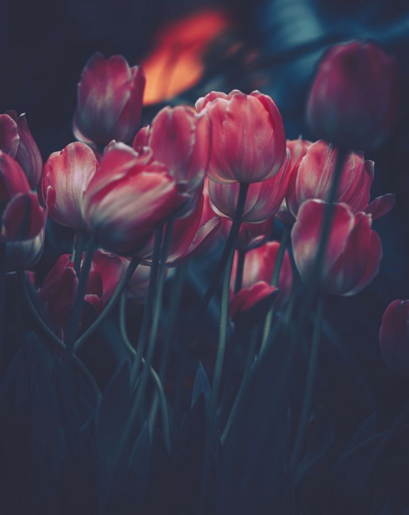 Vintage tulpen