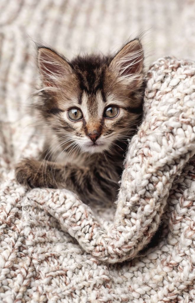 Kitten in een deken