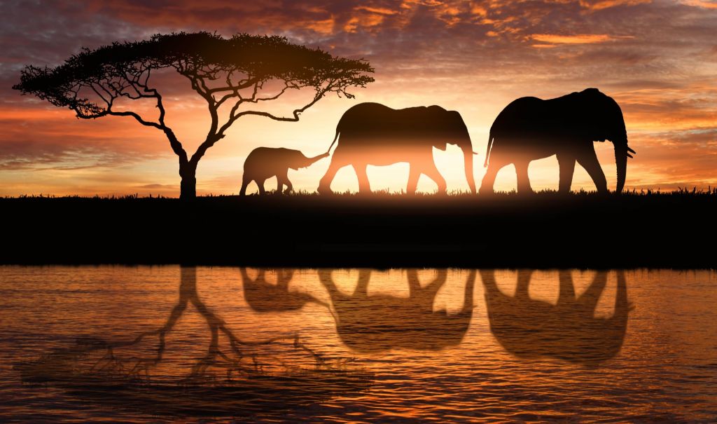 Olifanten in savanne