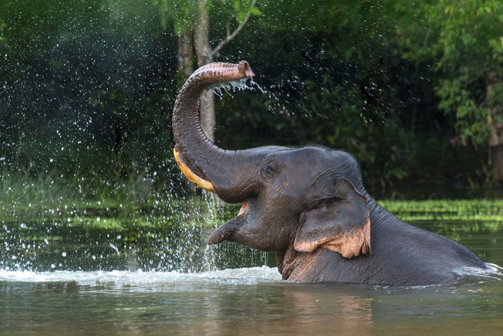 Olifant in water