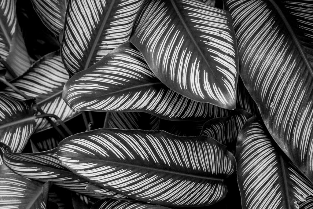 Zwart-wit palmbladeren