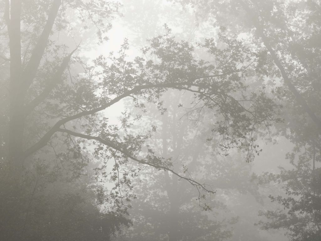 Mooi bos in de mist