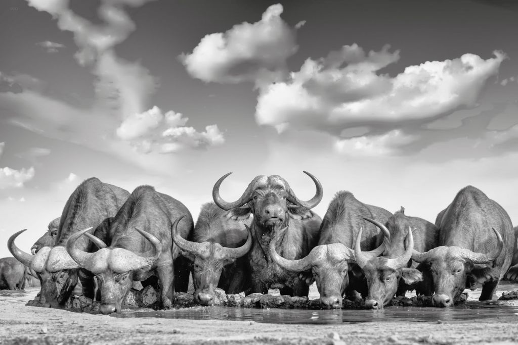 Afrikaanse buffels