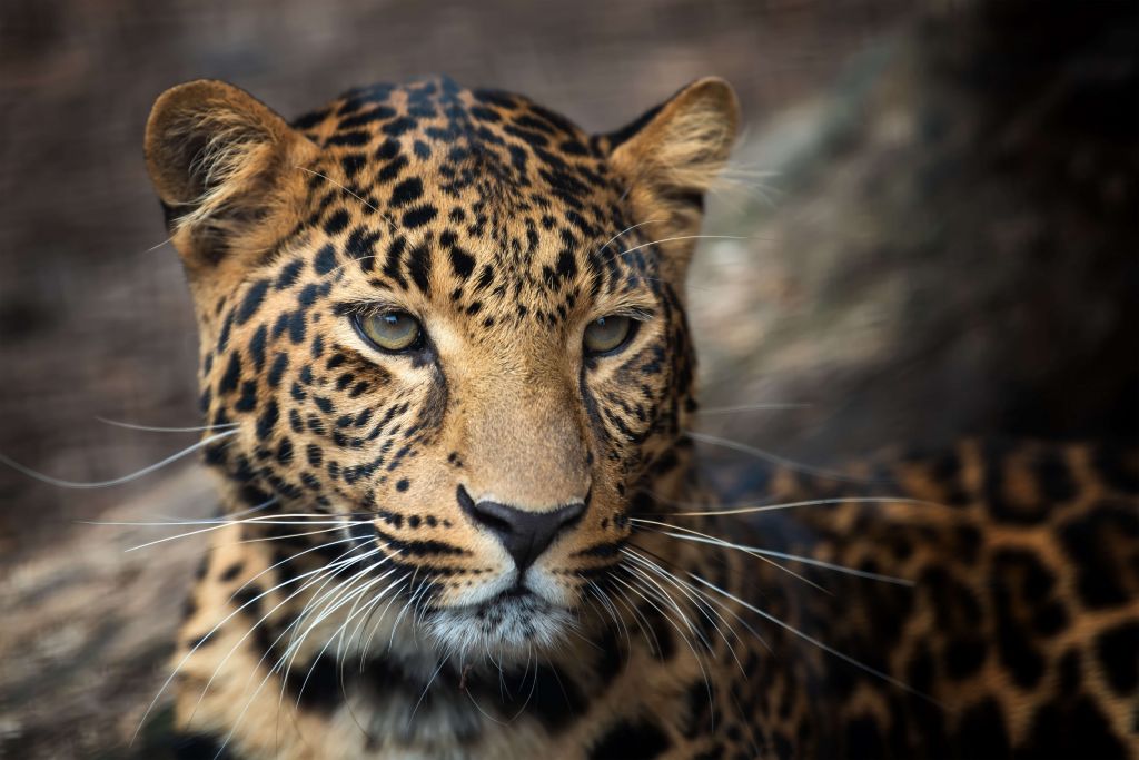 Close, up van een luipaard