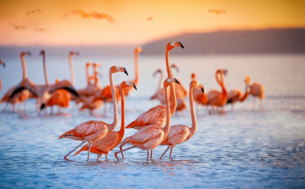 Starende flamingo's