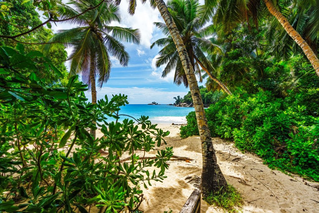 Strand tussen de palmen