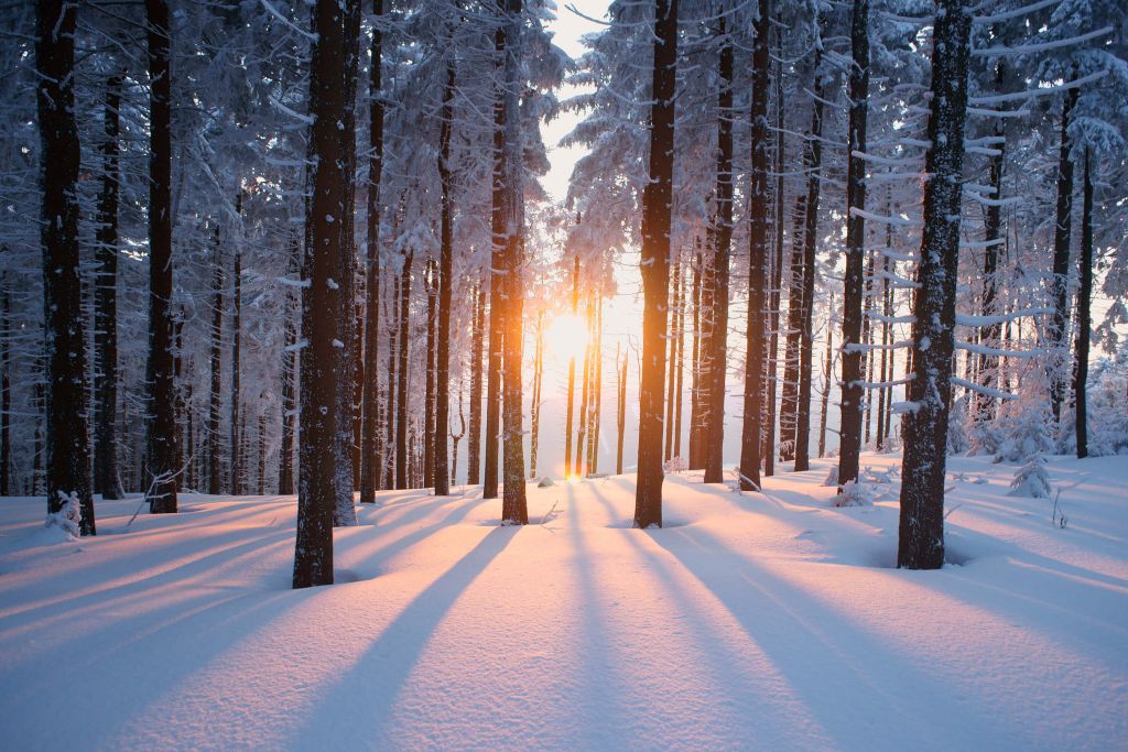 Zonsondergang in een winterbos