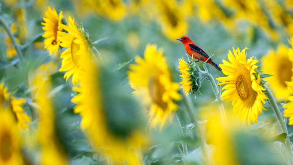 Zonnebloemenveld met rood vogeltje