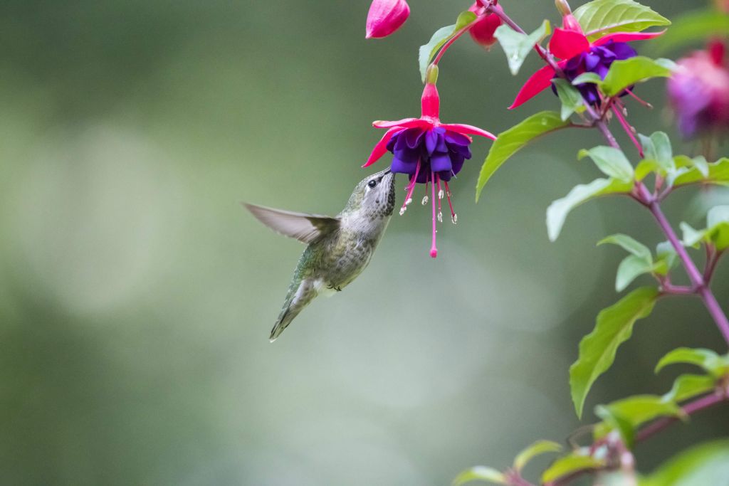 Drinkende kolibrie