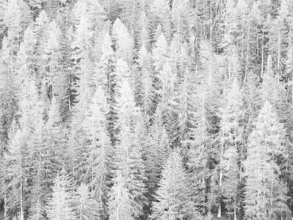 Naaldbomen in zwart-wit