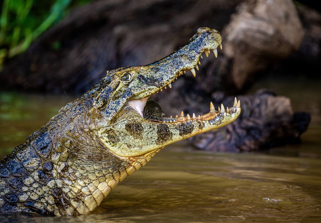 Krokodil in actie
