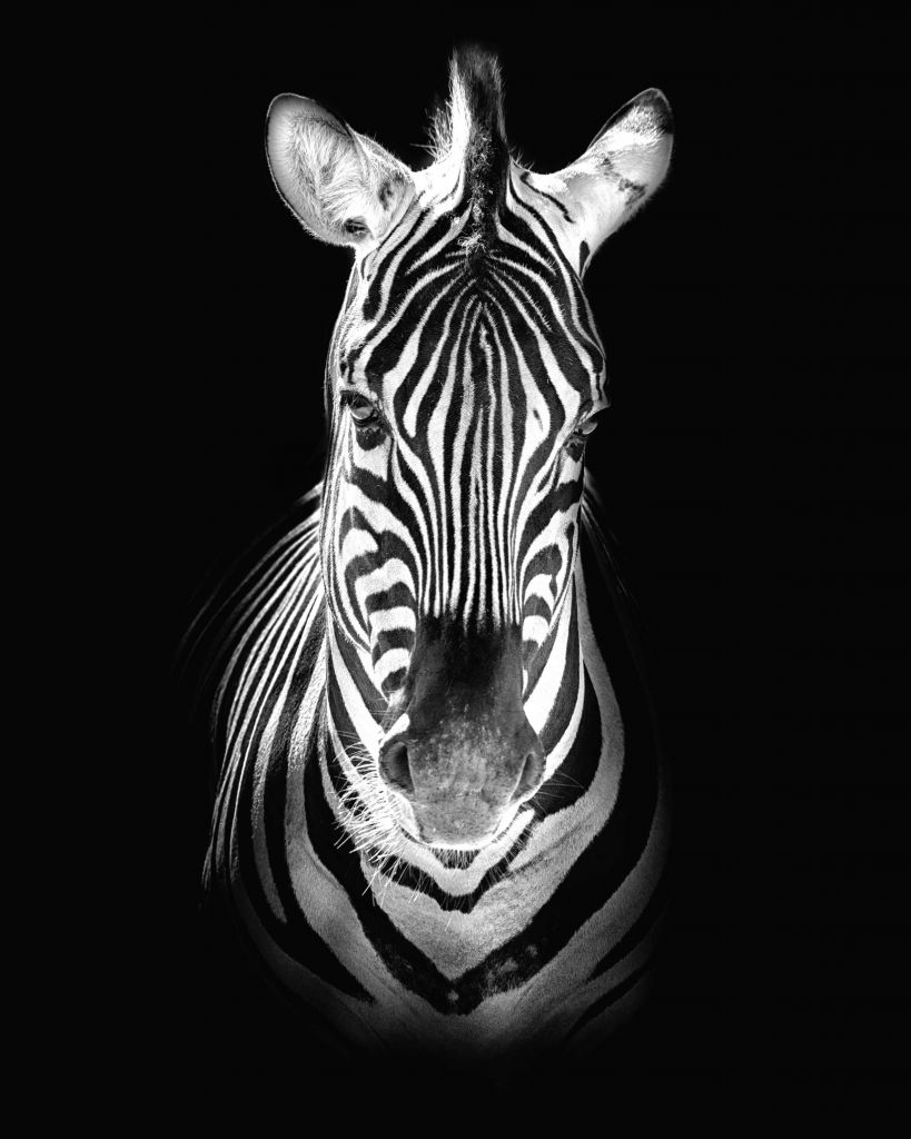 Close-up zebra zwart-wit