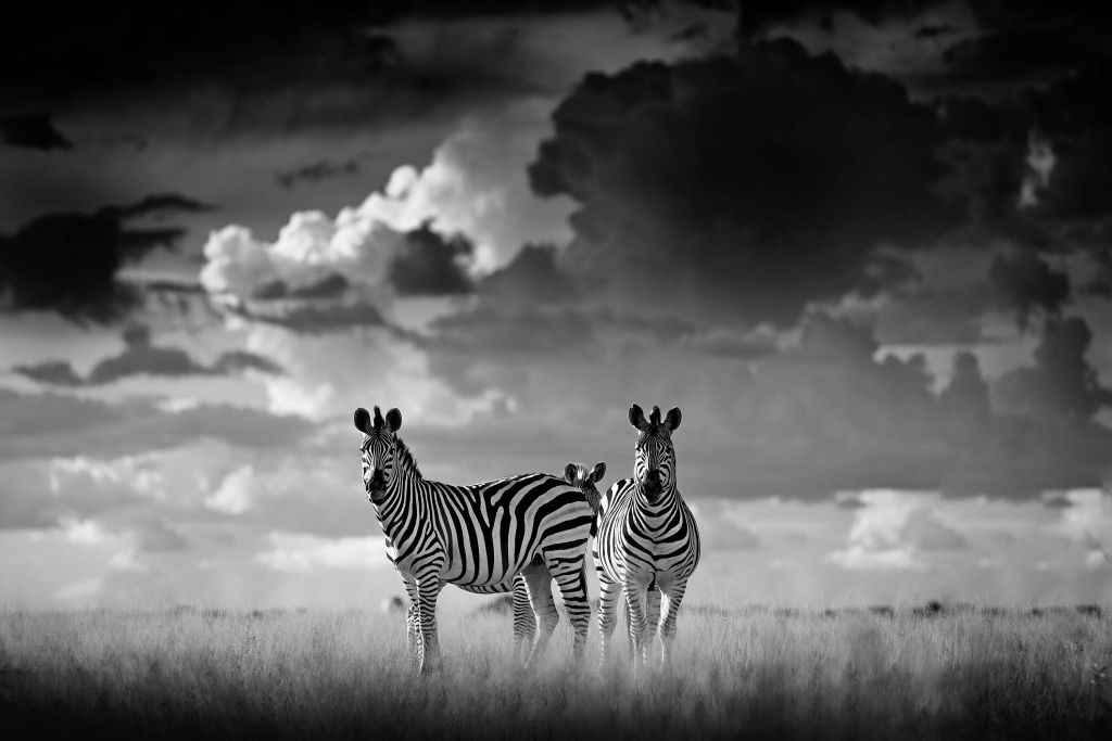 Zebra's in verte zwart-wit