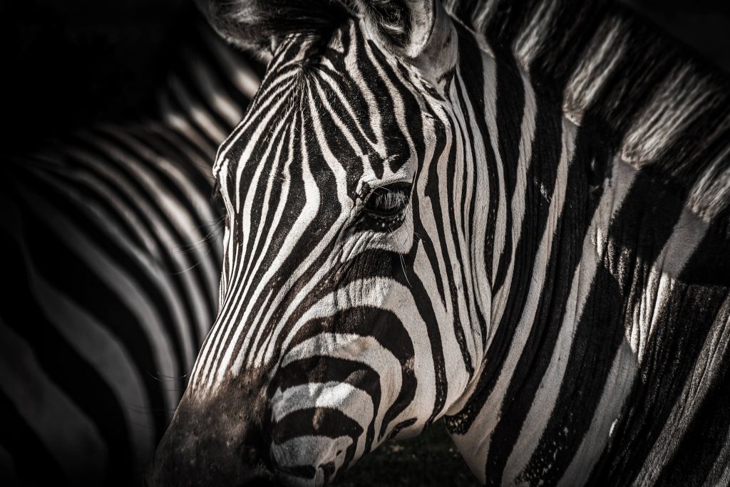 Close-up zebra