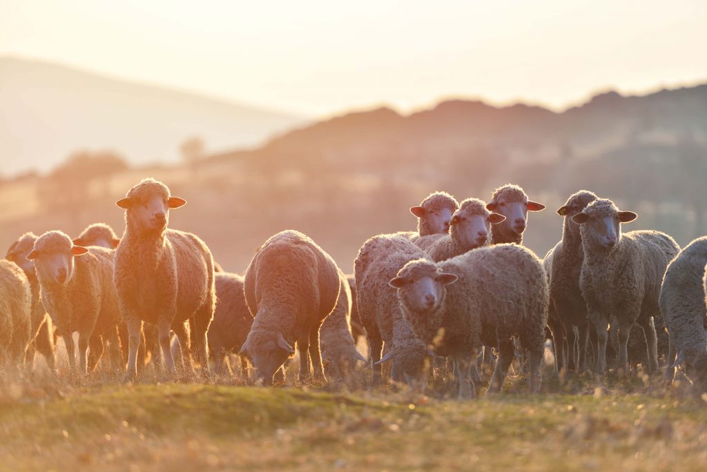 Opkijkende schapen