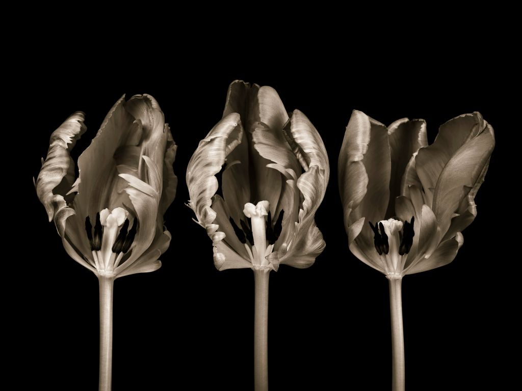 Drie tulpen