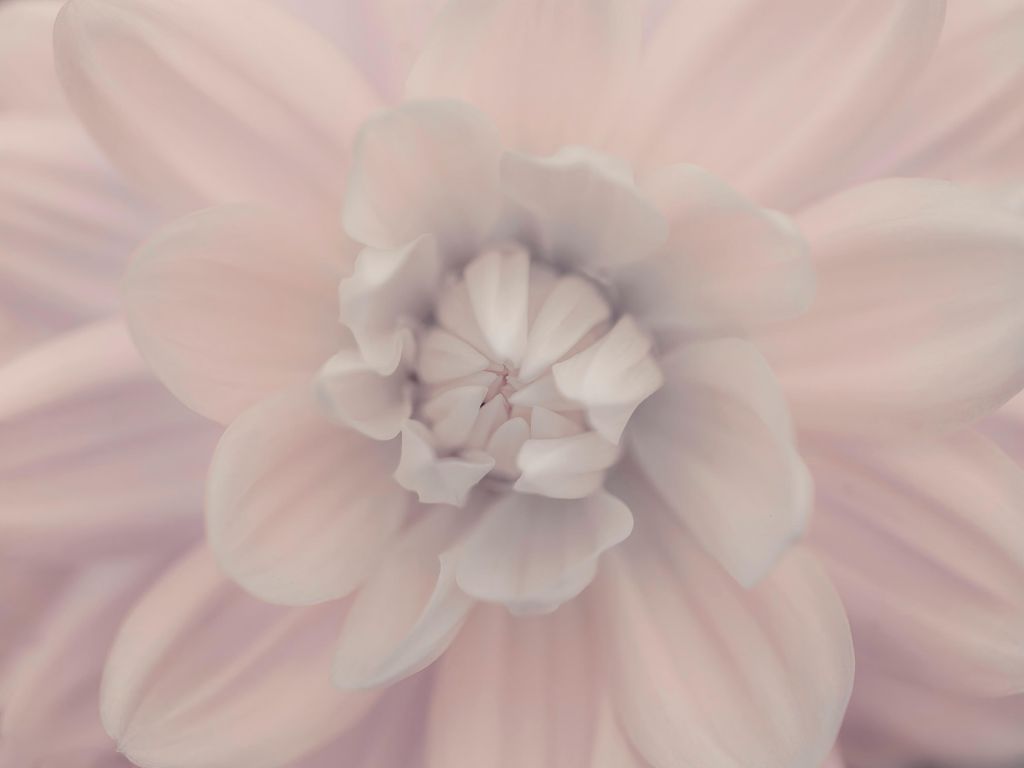 Roze dahlia bloem