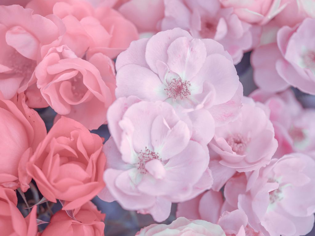 Roze klerurijke bloemen
