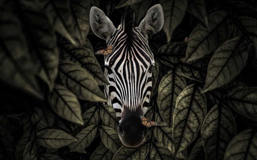 Jungle Zebra
