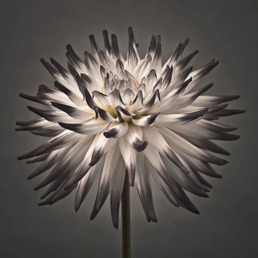 Dahlia bloem zwart-wit