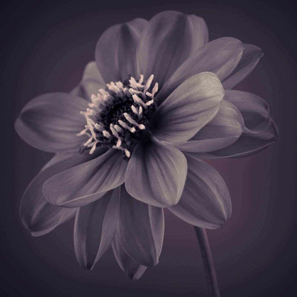 Donkere dahlia bloem