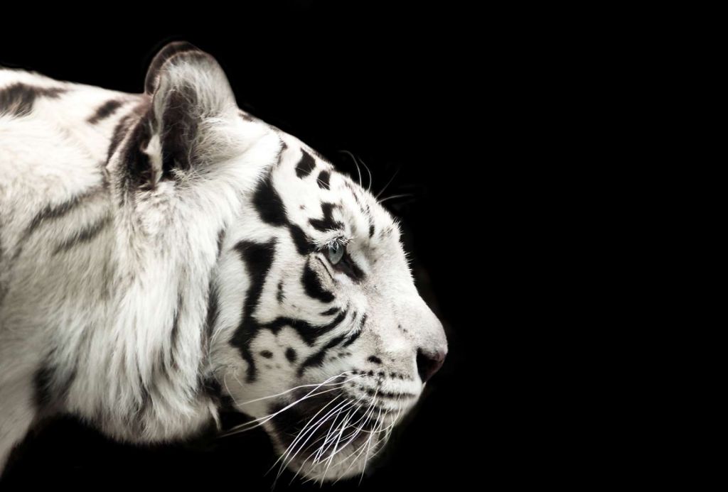 Witte tijger op zwarte achtergrond