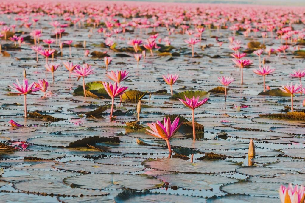 Zee van lotus bloemen